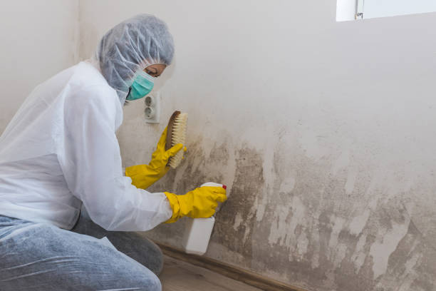 Mold Remediation for Vacation Homes in Black Jack, MO